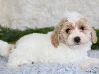 Bichpoo dogs Bichpoo Boy 3 - Ad 3