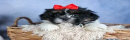 Shih Tzu dogs for sale: HENRY - Ad 4