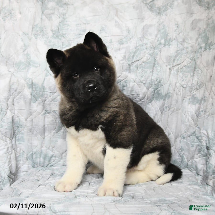 Akita dogs Rusty - Ad 2