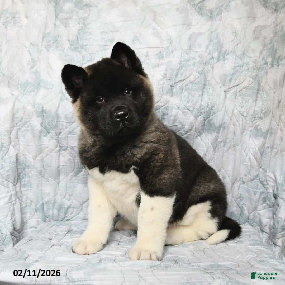 Akita dogs for sale: Rusty - Ad 2