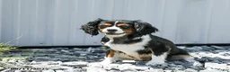 Cavapoo dogs for sale: Ridge - Ad 6