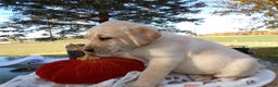 Labrador Retriever dogs for sale: Labrador Retriever Puppy 2 - Ad 2