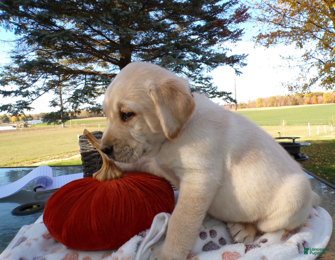 Labrador Retriever dogs for sale: Labrador Retriever Puppy 2 - Ad 2