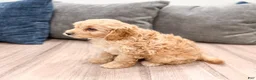 Cavapoo dogs for sale: Charlie - Ad 4