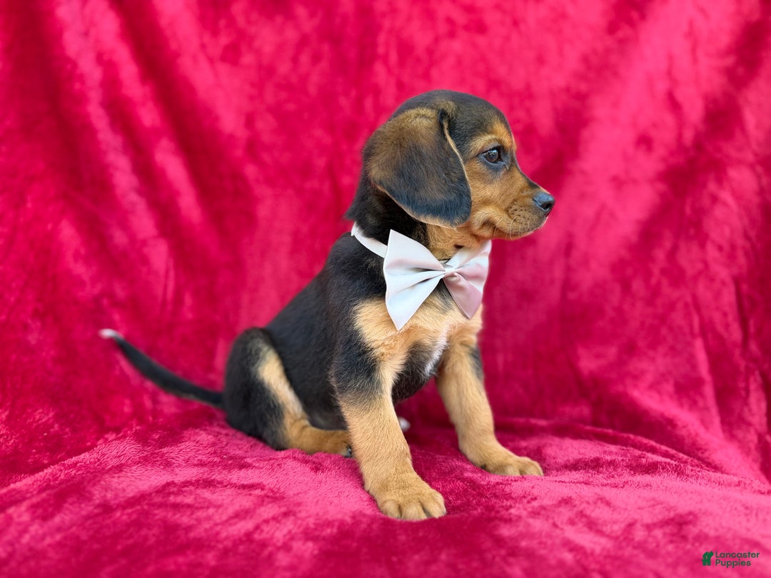 Beagle dogs for sale: Goose - Ad 10