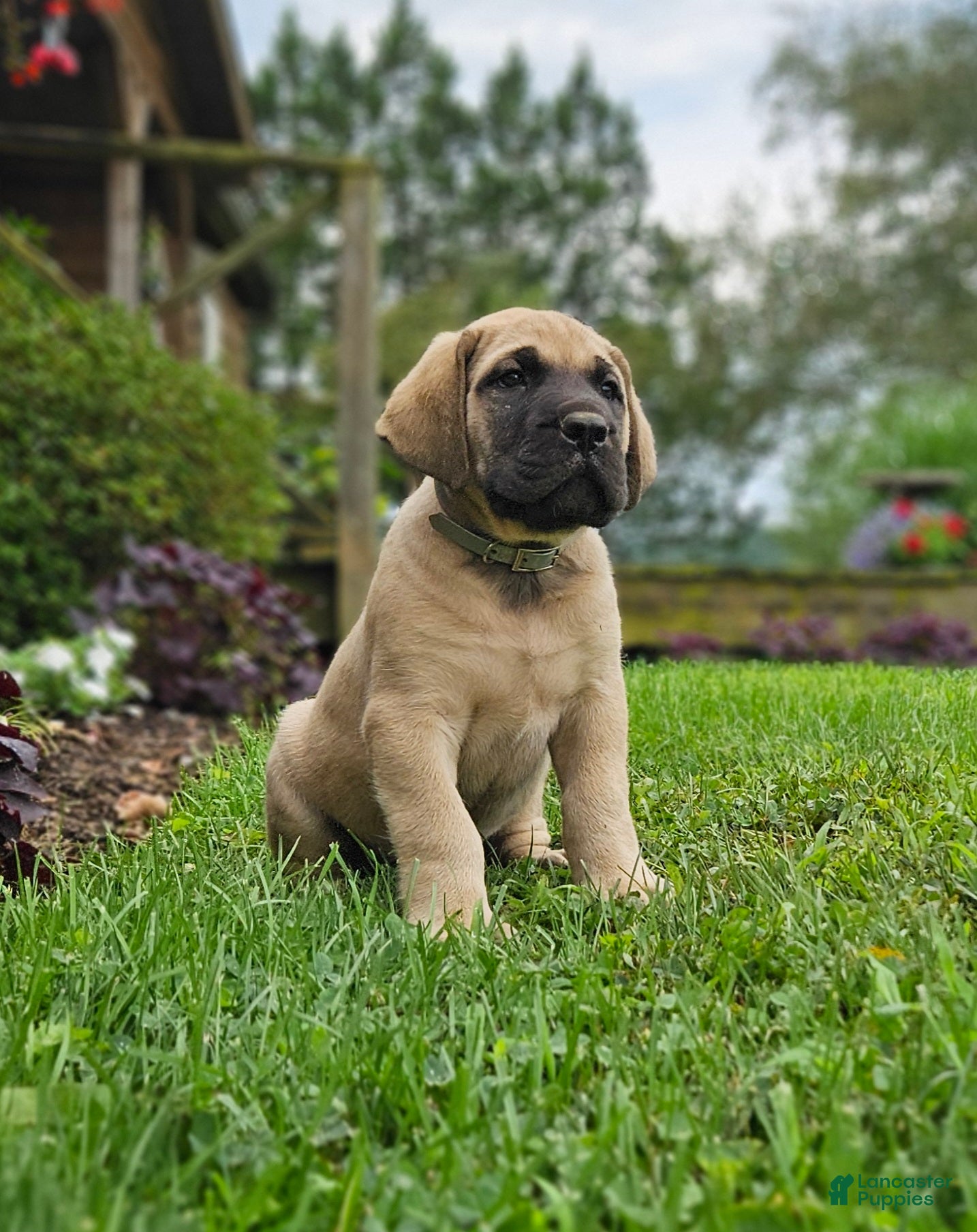 English Mastiff dogs Rosco - Ad 1