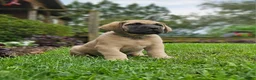 English Mastiff dogs for sale: Rosco - Ad 1