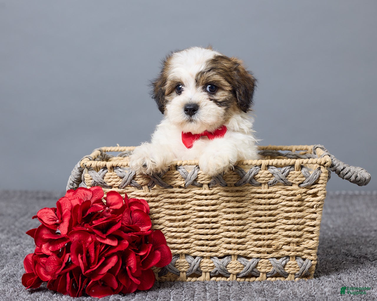 Teddy Bear dogs Lukas - Ad 1