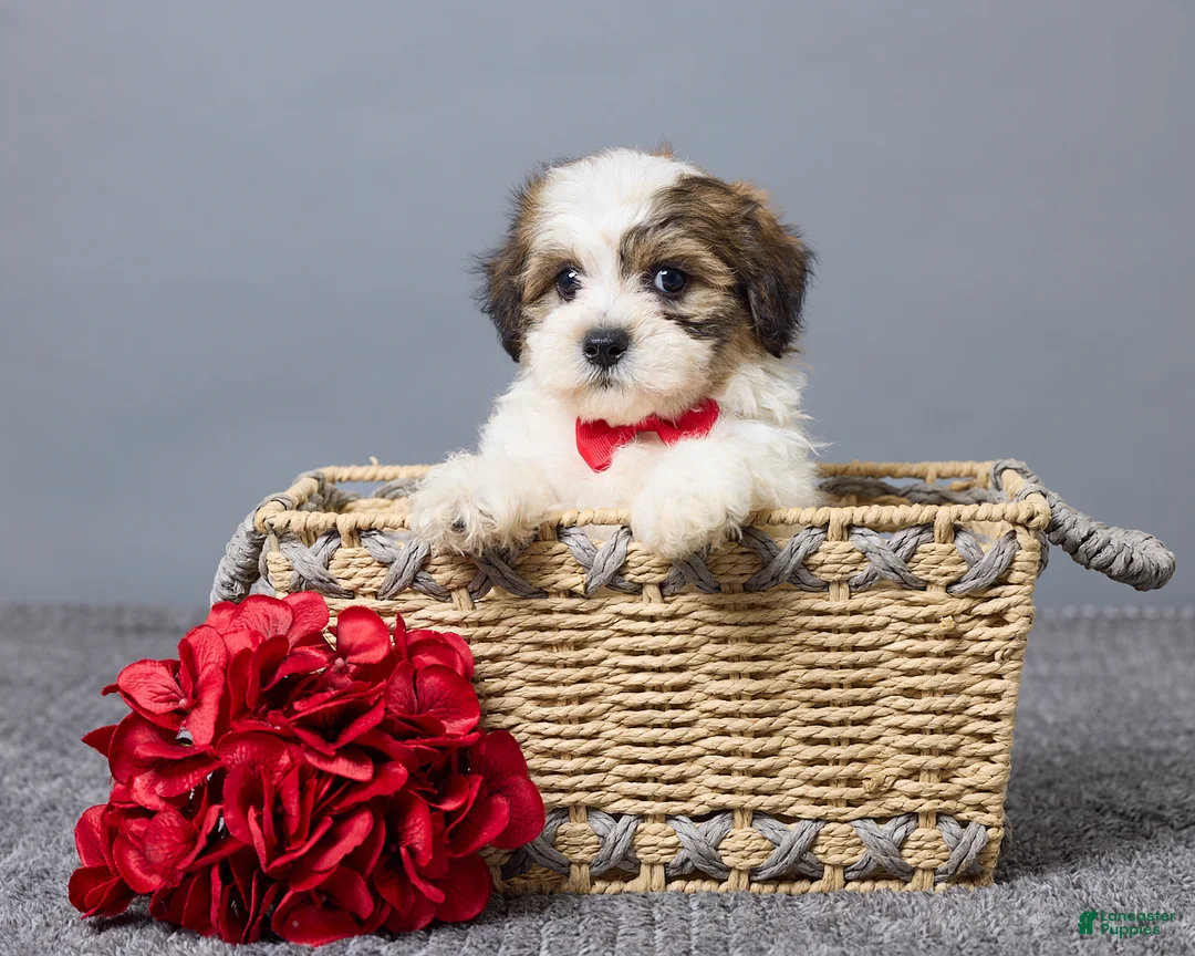 Teddy Bear dogs for sale: Lukas - Ad 1