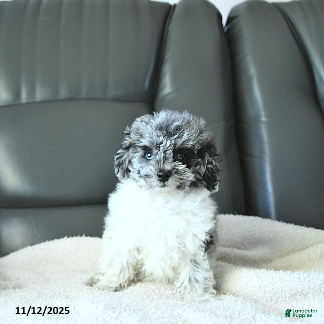 Havapoo dogs for sale: Princess EXTRA SMALL - Ad 4