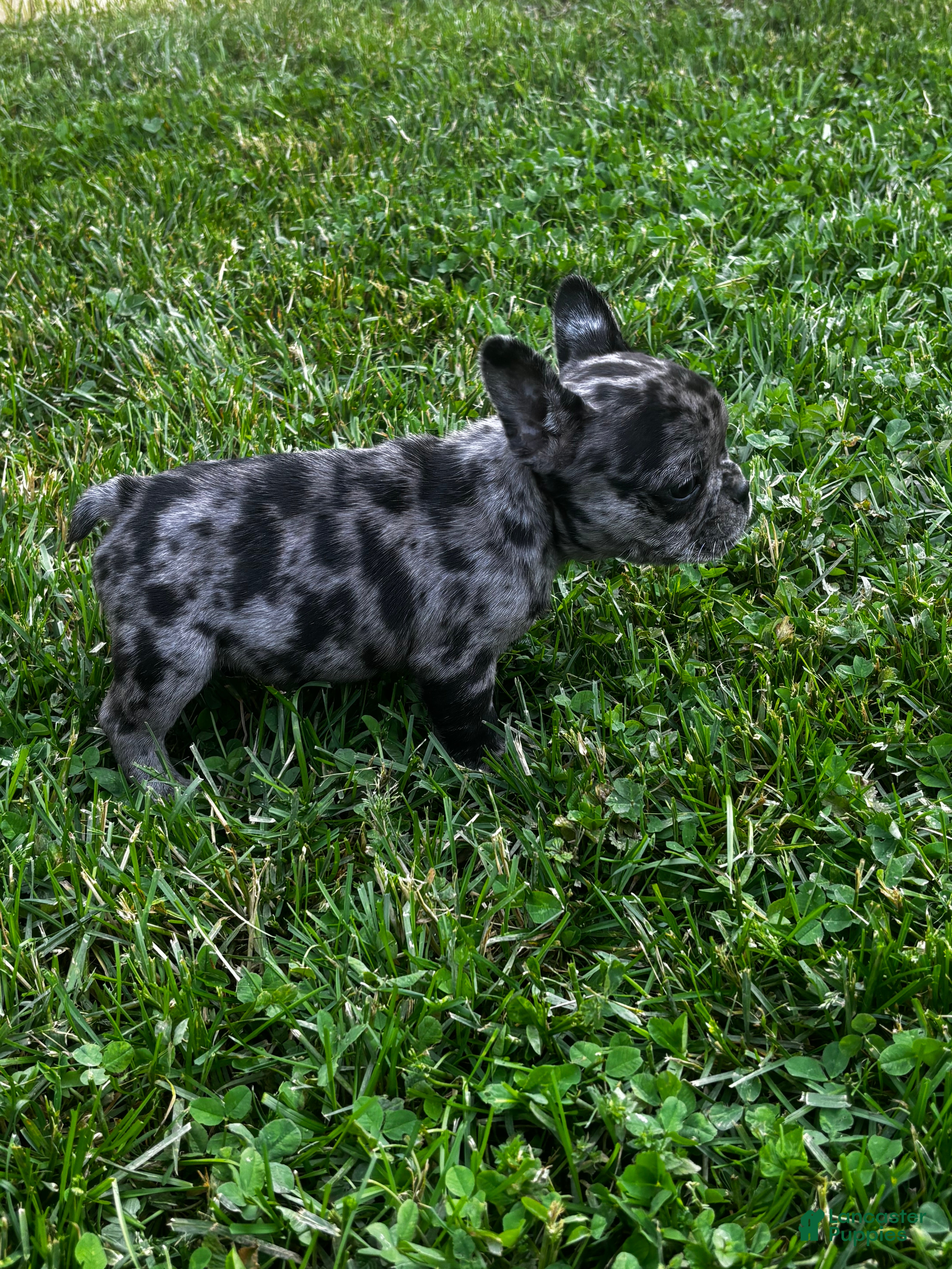 Mixed Breed dogs Bluey - Ad 39
