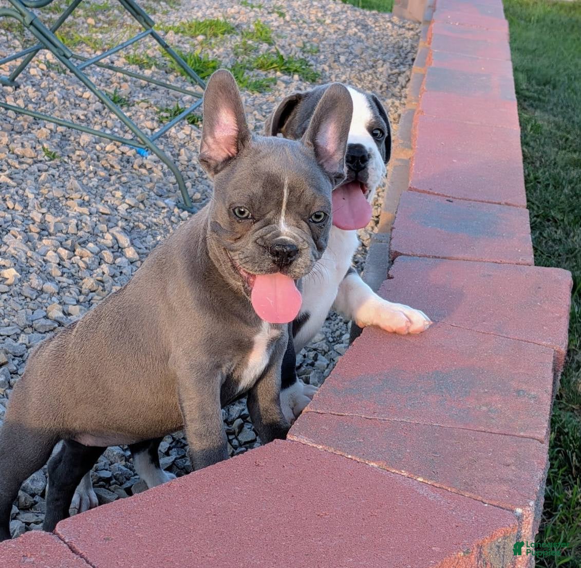French Bulldog dogs Blue Bell! - Ad 1