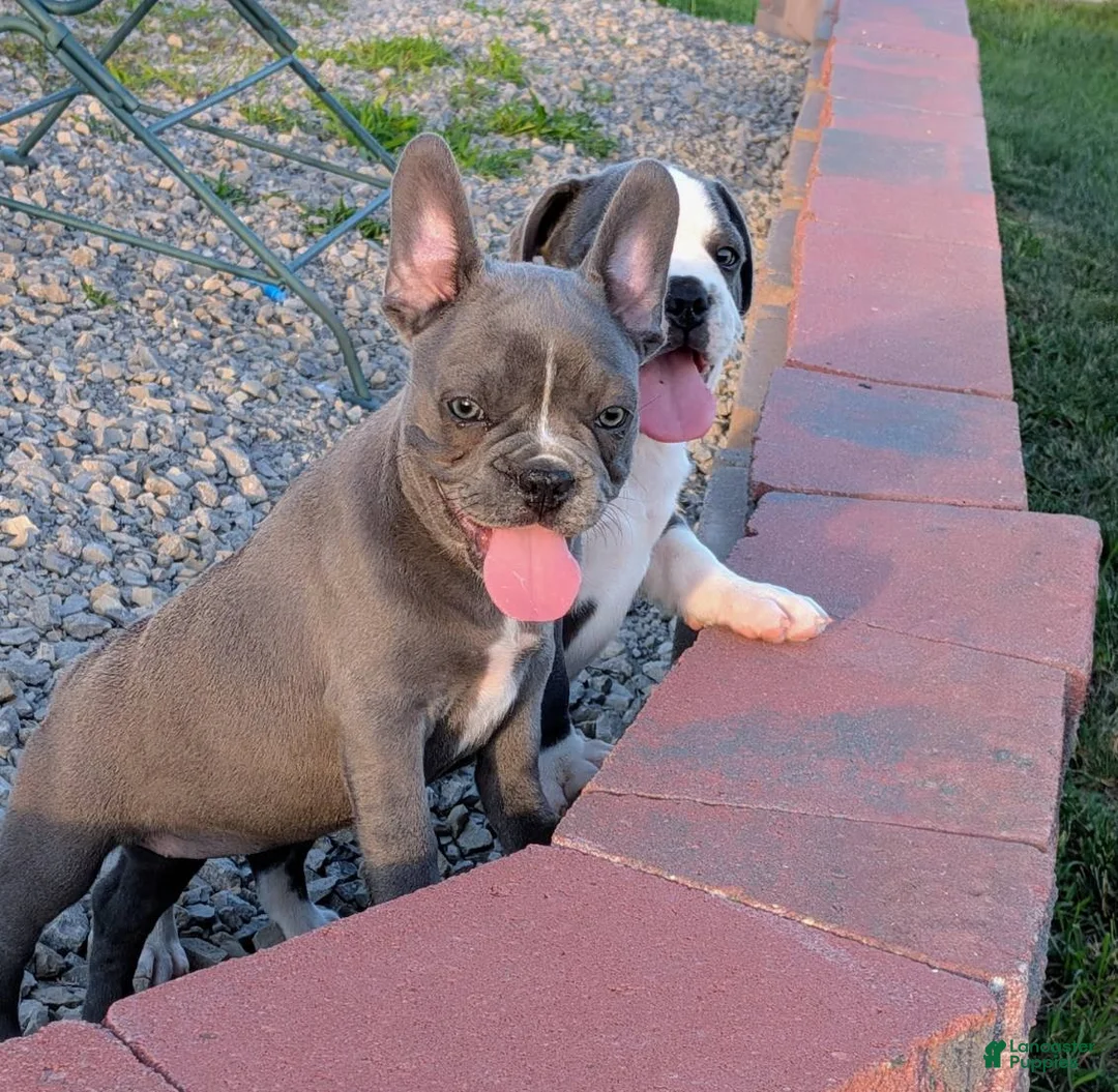 French Bulldog dogs for sale: Blue Bell! - Ad 1