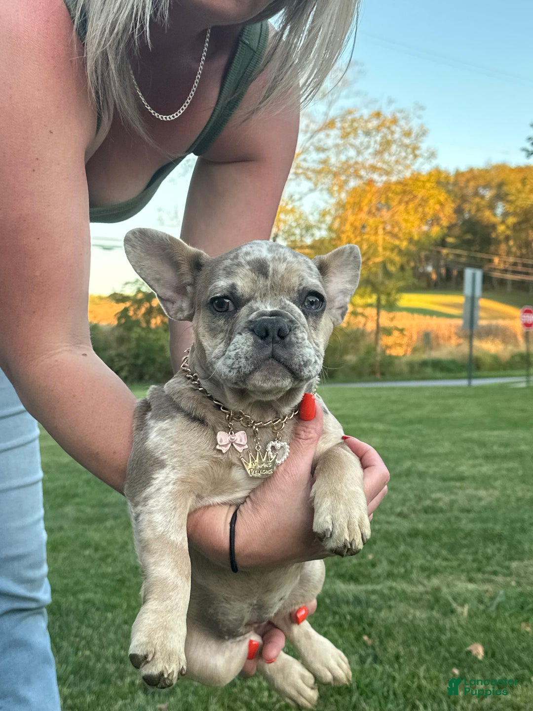 French Bulldog dogs for sale: Eva - Ad 2
