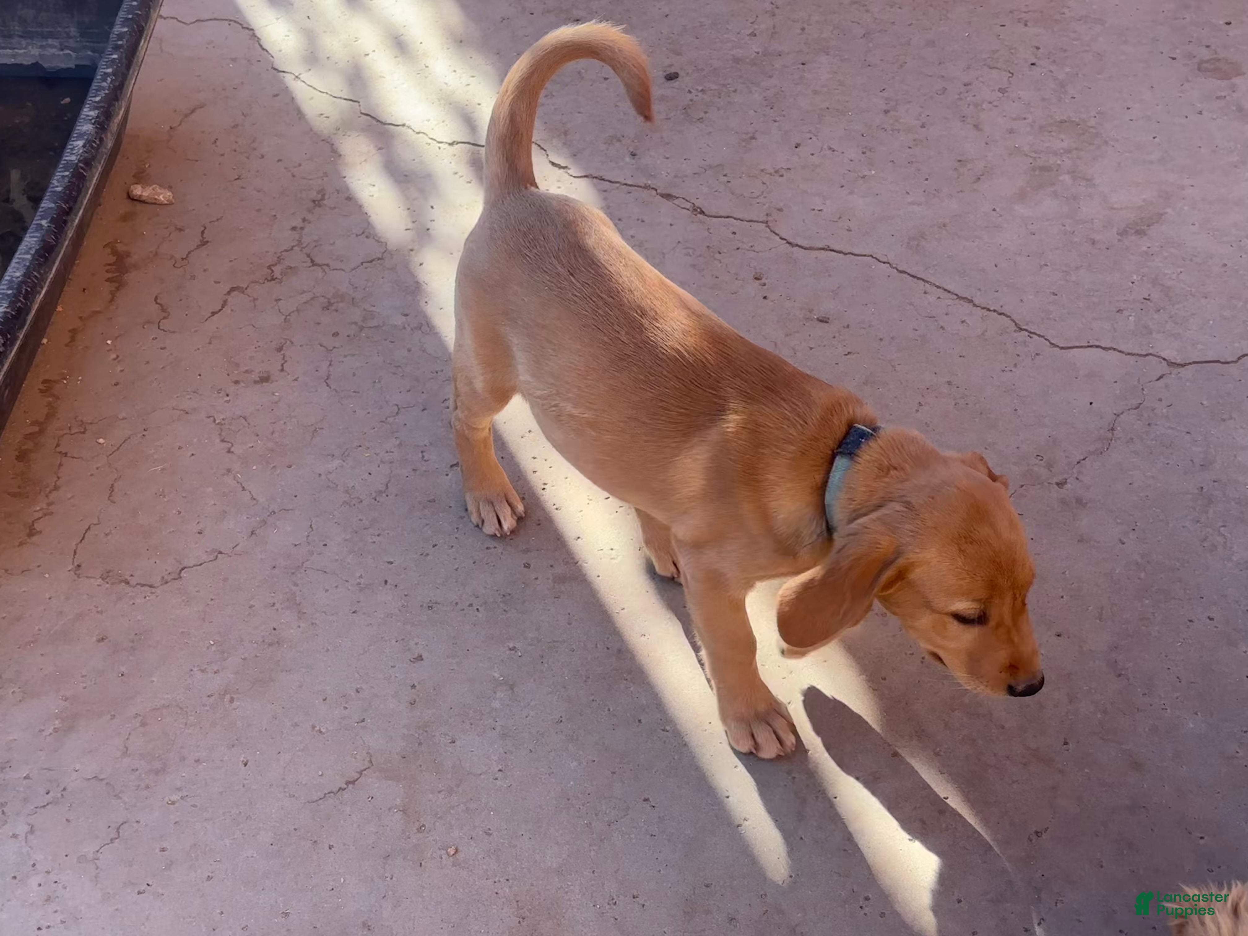 Goldador dogs Cookie - Ad 2