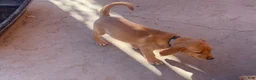 Goldador dogs for sale: Cookie - Ad 1