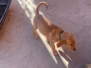 Goldador dogs Cookie - Ad 1