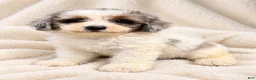 Mini Bernedoodle dogs for sale: Toffee-Mini Bernedoodle  - Ad 5