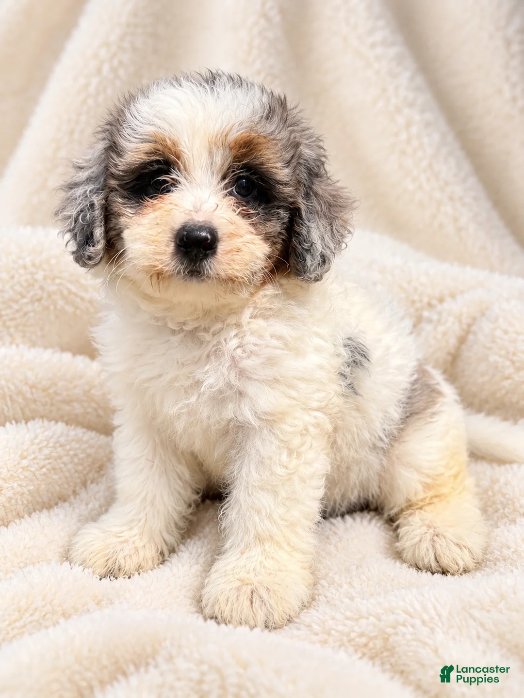 Mini Bernedoodle dogs for sale: Toffee-Mini Bernedoodle  - Ad 5