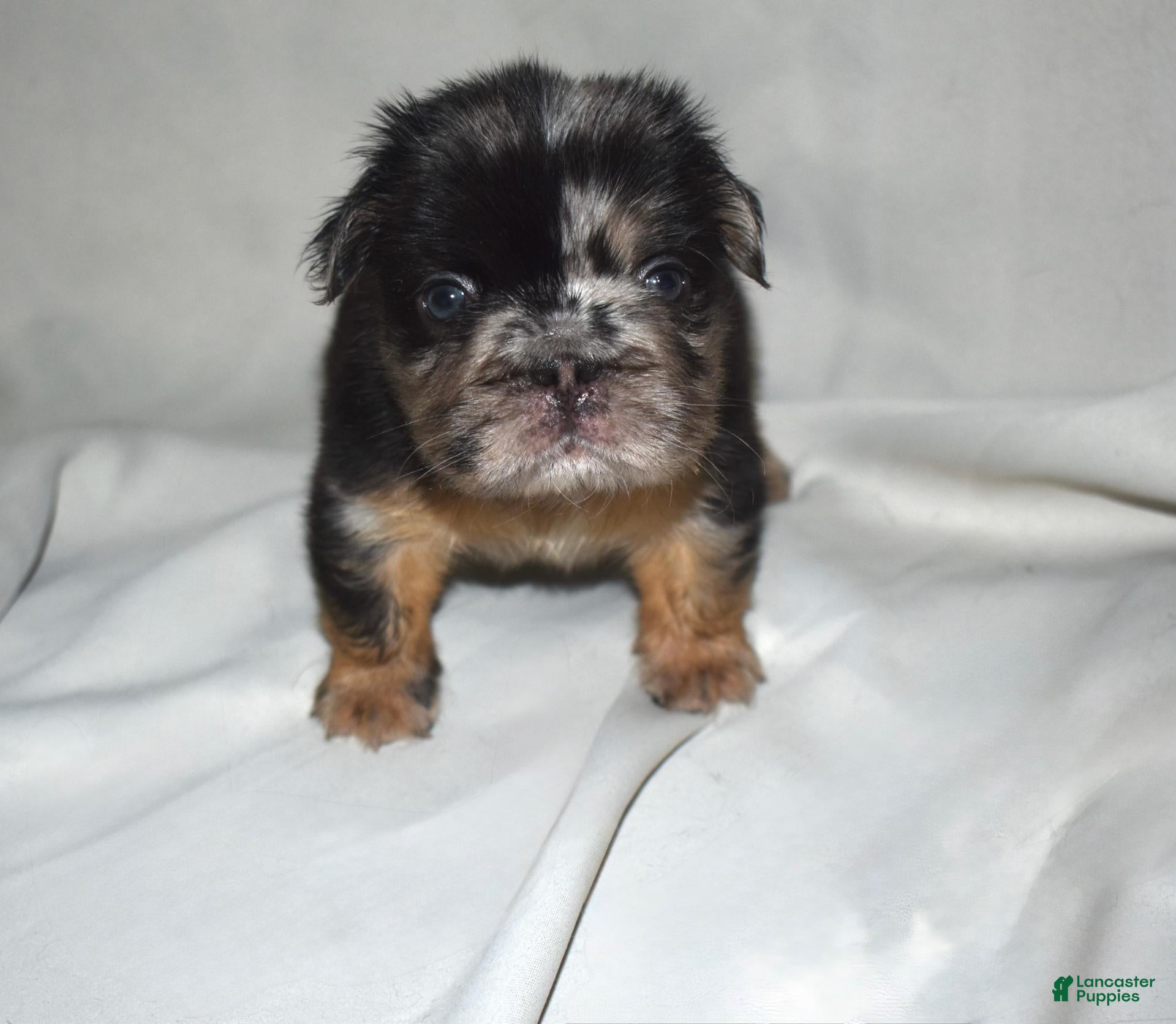 French Bulldog dogs Fluffy Merle French Tri Bulldog  - Ad 34