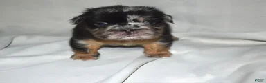 Fluffy Merle French Tri Bulldog 