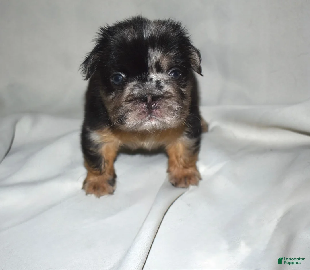 French Bulldog dogs for sale: Fluffy Merle French Tri Bulldog  - Ad 1