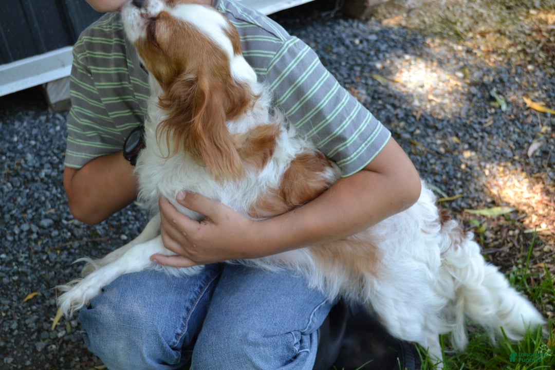 Cavapoo dogs for sale: Glimmer - Ad 5