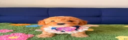 Mini Goldendoodle dogs for sale: molly - Ad 3