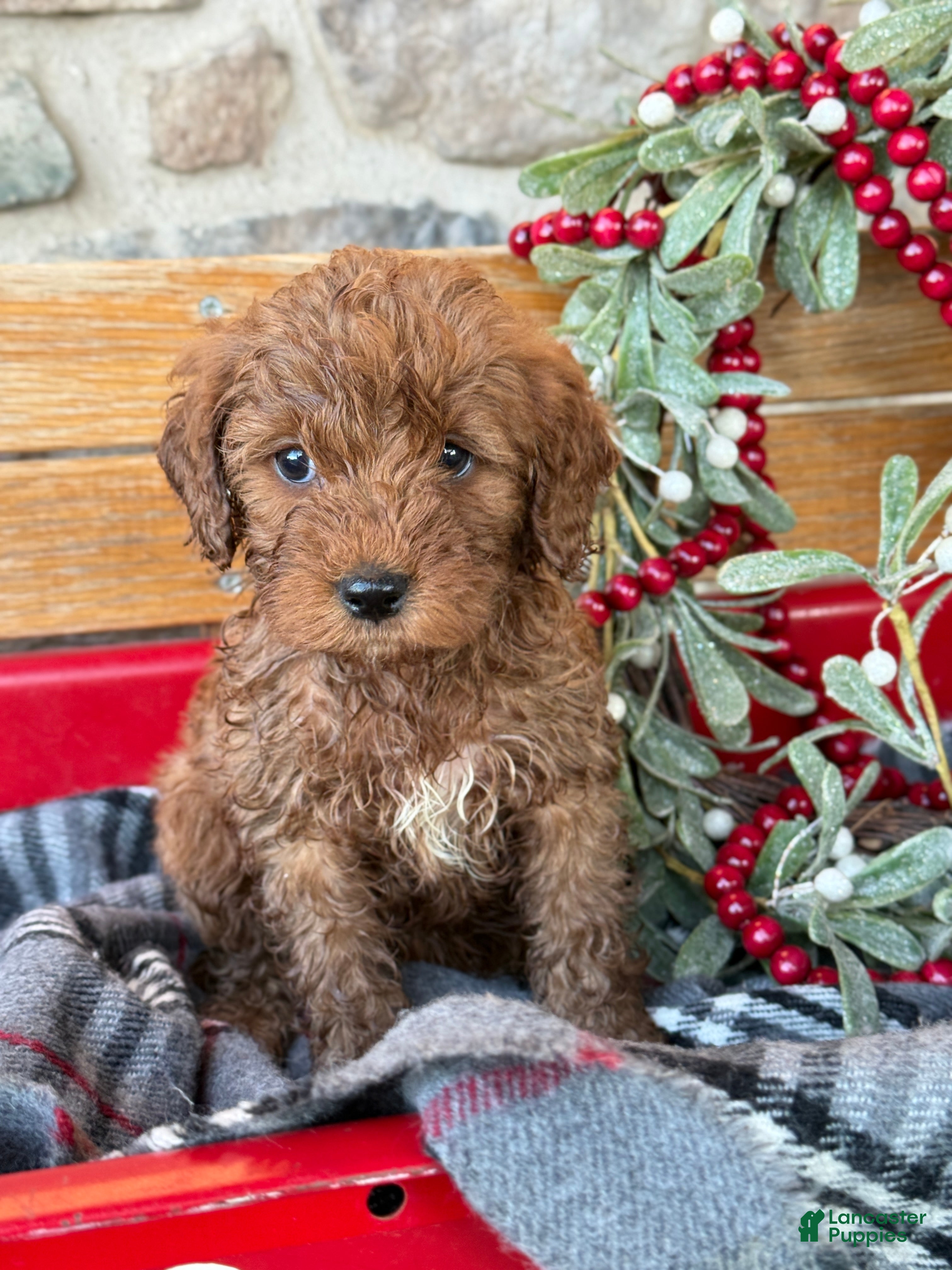 Mini Goldendoodle dogs Ilsa - Ad 37
