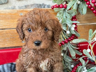 Mini Goldendoodle dogs Ilsa - Ad 28