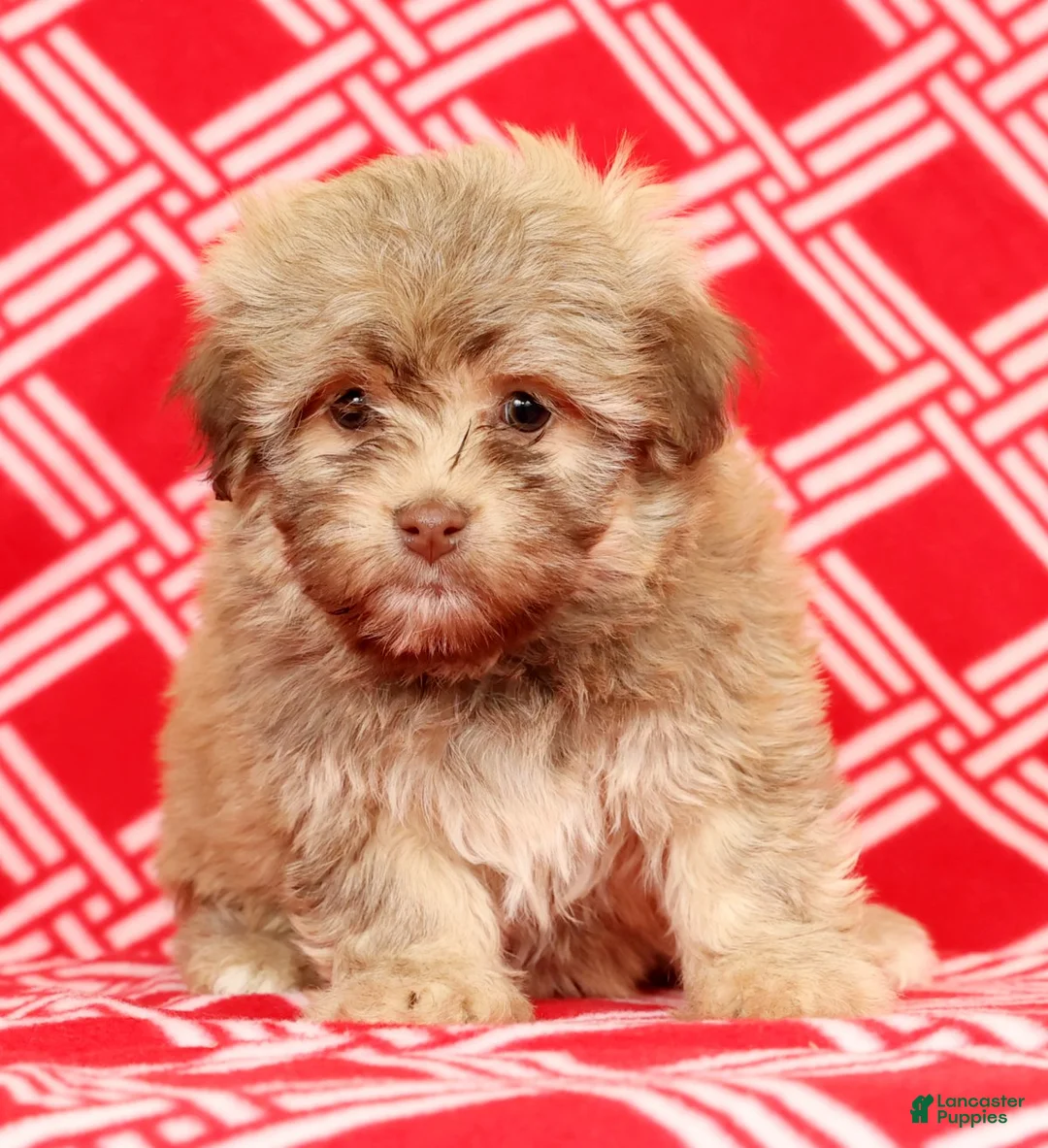 Havanese dogs for sale: Carmel - Ad 3