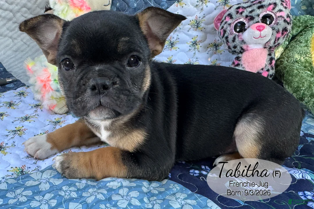 French Bulldog dogs for sale: Tabitha - Ad 2