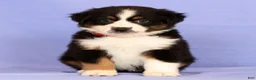 Miniature Australian Shepherd dogs for sale: Daisy - Ad 6