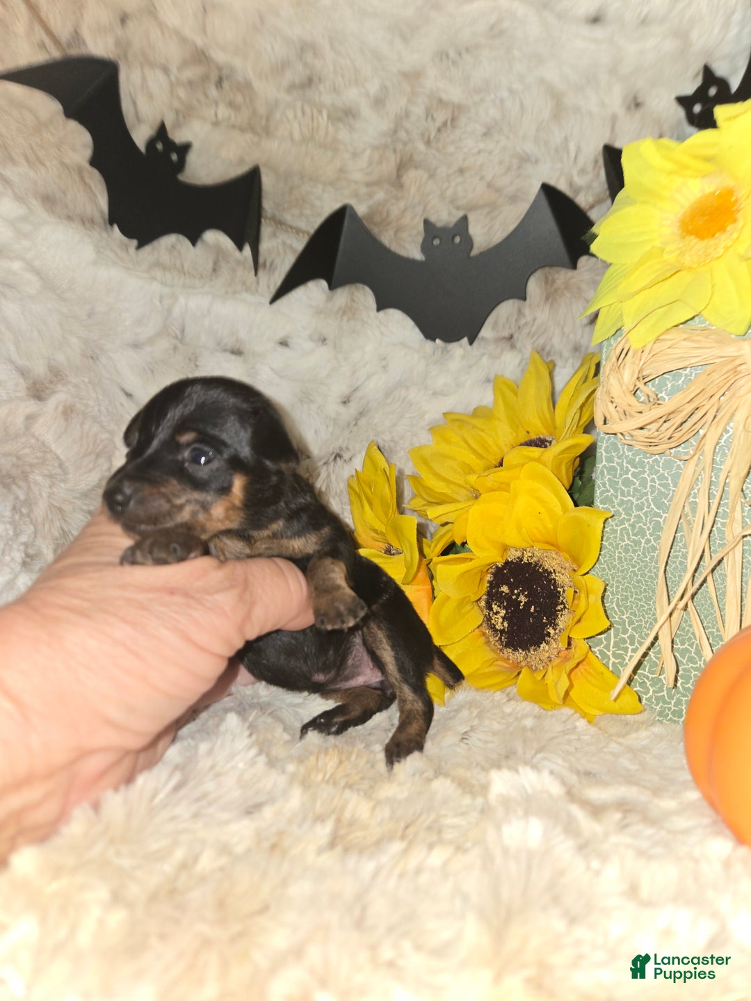 Miniature Pinscher dogs for sale: Dafne black and tan brindle markings  - Ad 6