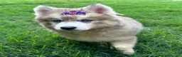 Siberian Husky dogs for sale: RISA - Ad 4