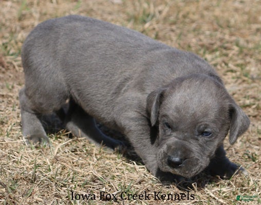 Great Dane dogs Heather - Ad 2