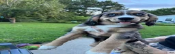 Mixed Breed dogs for sale: Athena - Ad 4