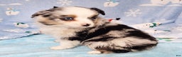 Miniature Australian Shepherd dogs for sale: Buster - Ad 2