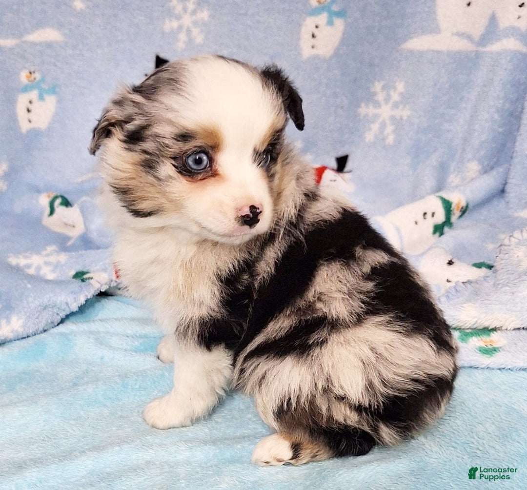 Miniature Australian Shepherd dogs for sale: Buster - Ad 2