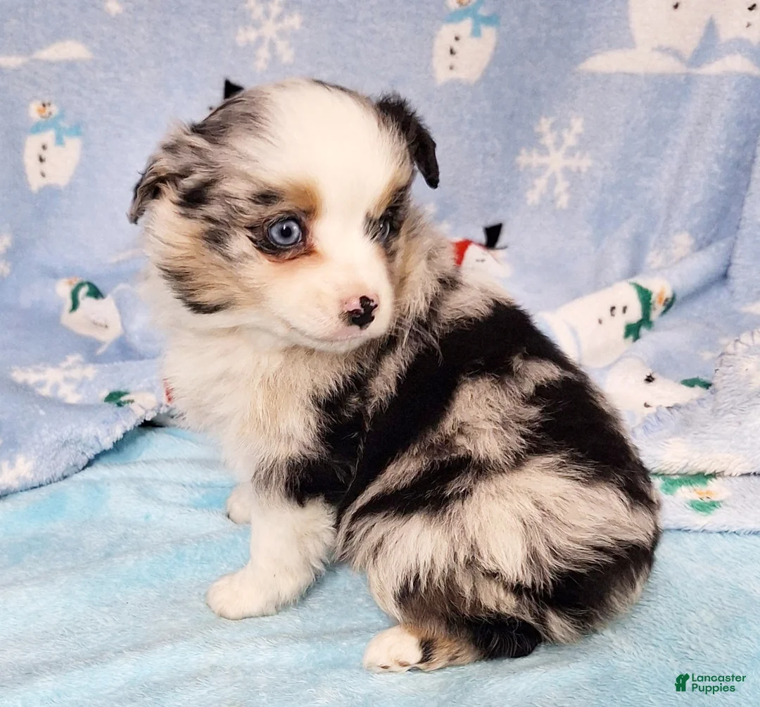 Miniature Australian Shepherd dogs for sale: Buster - Ad 2