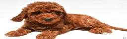 Mini Goldendoodle dogs for sale: Sammy - Ad 5