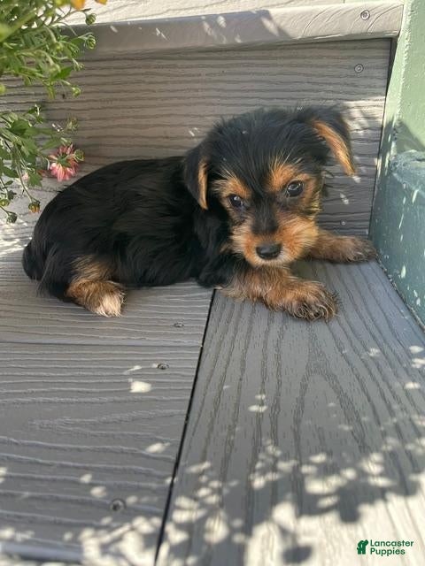 Yorkshire Terrier dogs Windy - Ad 1
