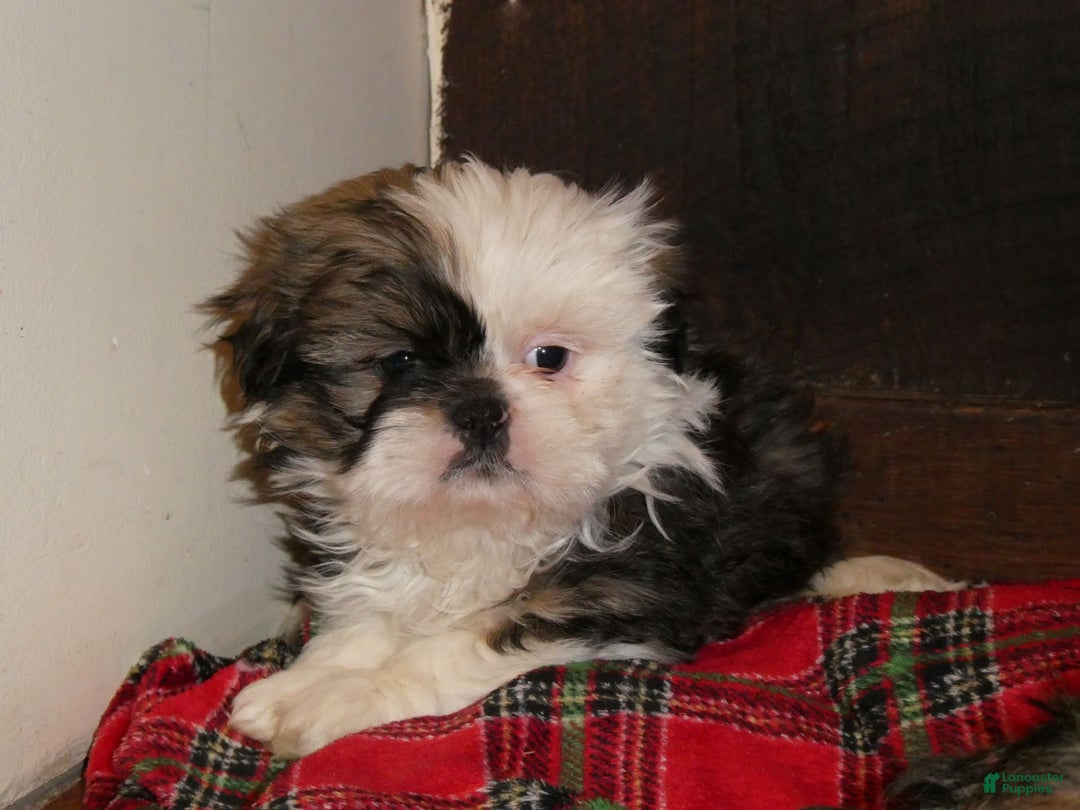 Gallery Image {{count}}