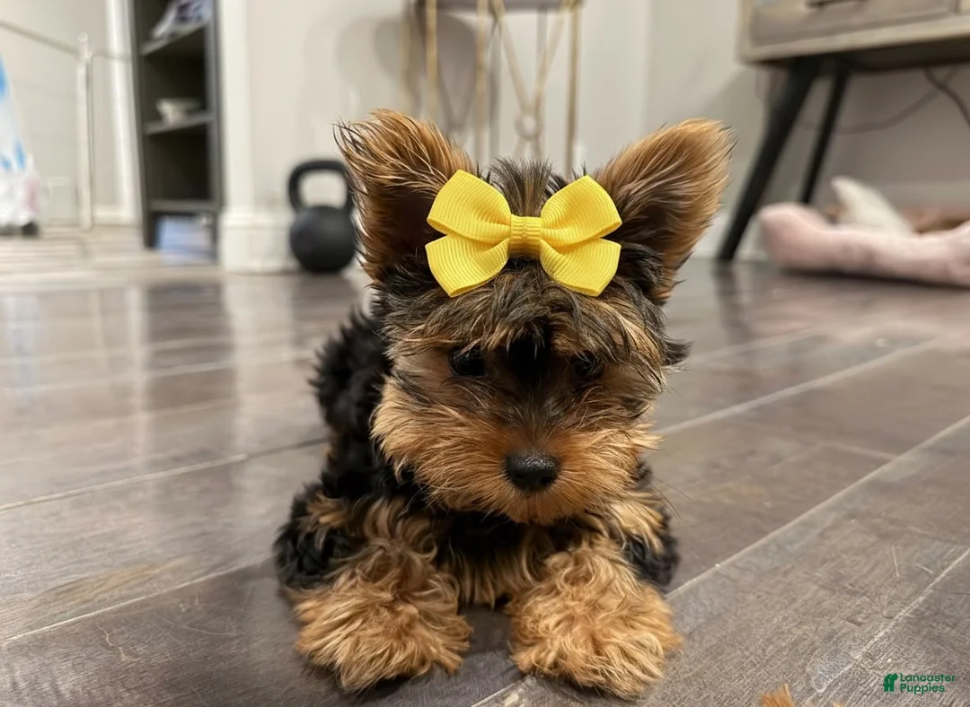Yorkshire Terrier dogs for sale: Eva Gigi-AKC  Potty and Crate Trained  - Ad 2
