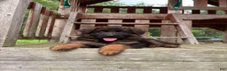 German Shepherd dogs for sale: Gracie - Ad 10