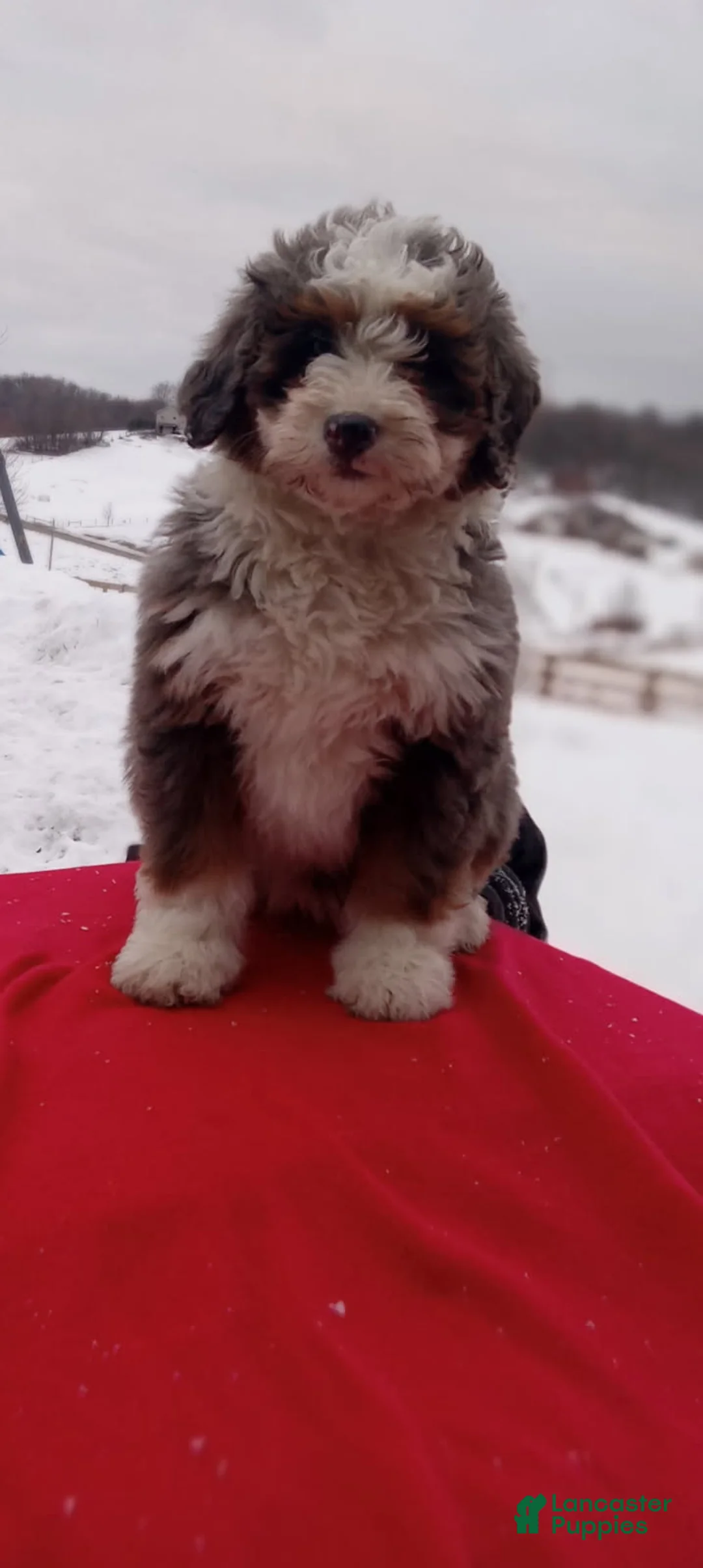 Mini Bernedoodle dogs for sale: Lola - Ad 1
