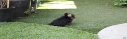 Yorkshire Terrier dogs for sale: Hercules  - Ad 3