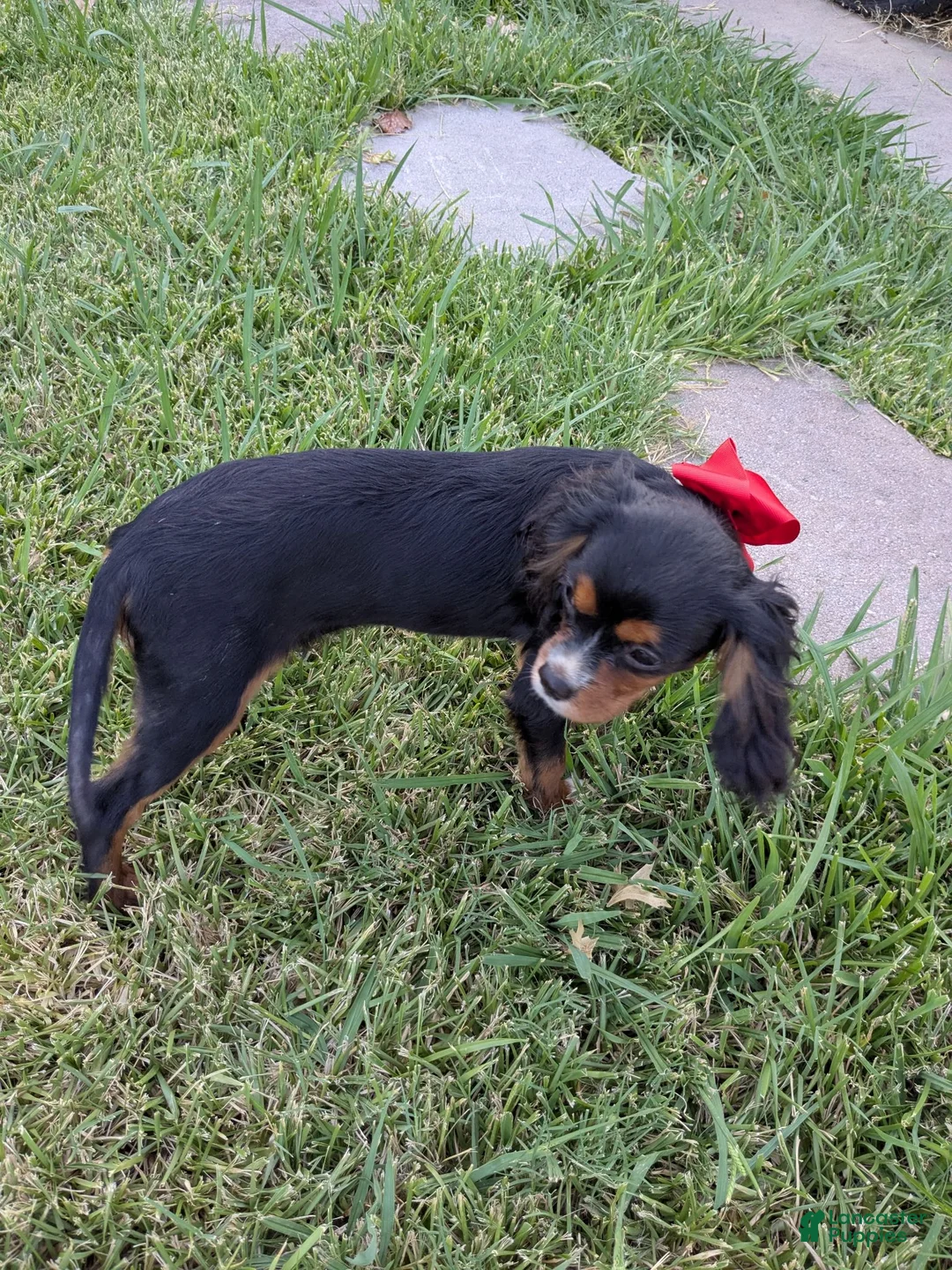 Cavalier King Charles Spaniel dogs for sale: Red - Ad 2