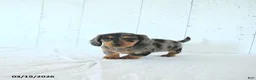 Miniature Dachshund dogs for sale: Lily - Ad 5