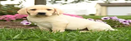 Labrador Retriever dogs for sale: Cooper - Ad 4